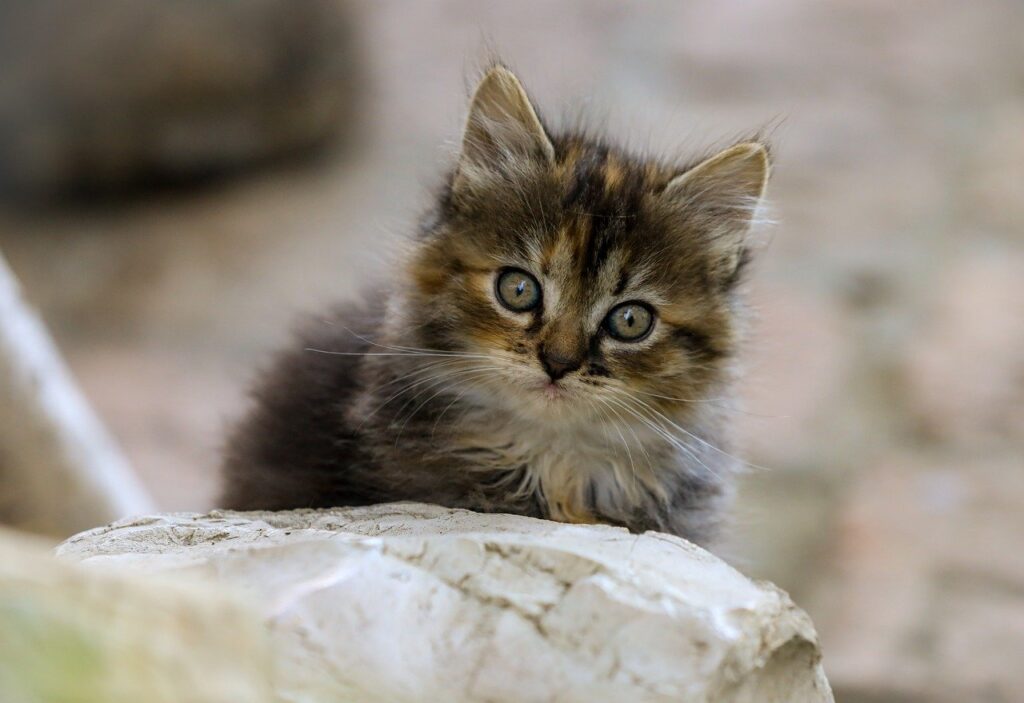 ヘッドハンティングで年収アップを実現するための成功法則は？