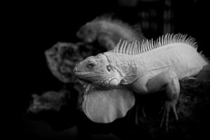 マネジメント経験とはどのように身につけることができるのか？